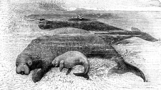 1898 illustration of stellar's sea cow