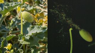 Two pictures showing the squirting cucumber plant and a still photo of the seed launch on a black background.