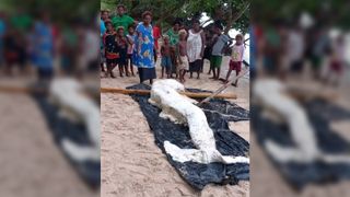 A mysterious white organic mass washed ashore