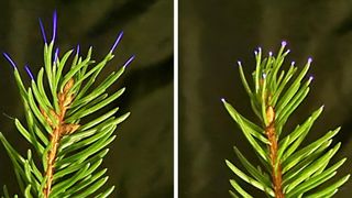 Coronas can be seen discharging at the tips of leaves during the experiments.