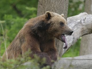 Bear taken with Fujifilm GFX100S II and GF 500mm F5.6 lens