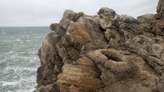 The Fossil Forest Dorset on a cliff-edge with the sea in the background.