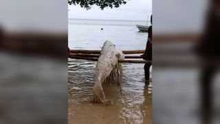 A mysterious white organic mass washed ashore