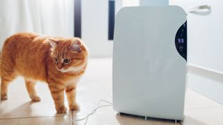 do dehumidifiers help with allergies? image shows cat and dehumidifier