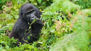 female mountain gorilla