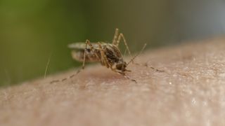 a mosquito biting into skin