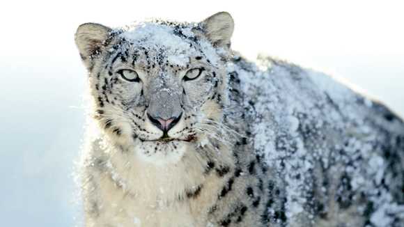 Apple Snow Leopard