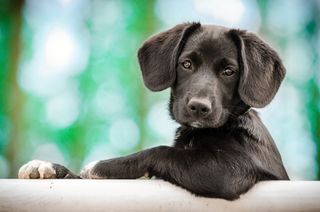 A dog looking at the camera over a seat.