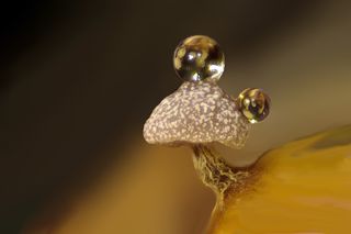 Slime mold on a rotten twig with water droplets