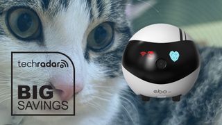 Cute cat looking at the Ebo SE pet camera