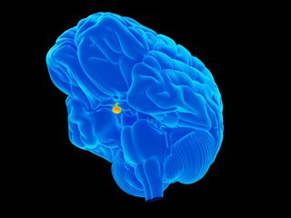 Pituitary gland