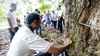 A National Parks employees knocks a tree with a metal hammer to determine the tree's health