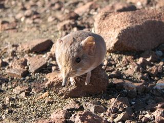 A newly identified sengi, or elephant shrew, from the Namib Desert.