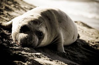 Elephant Seal