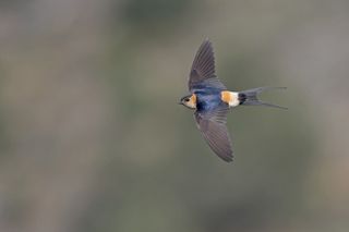 The D500's sophisticated AF managed to track this erratically moving bird