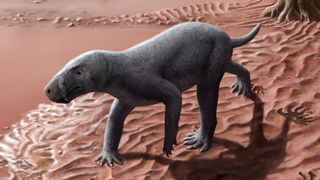 A reconstruction of a 4 legged animal identified as the oldest known gorgonopsian in life.