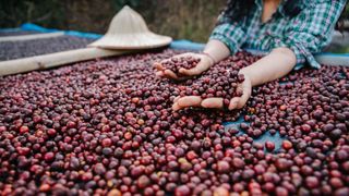 Coffee cherries being dried naturally