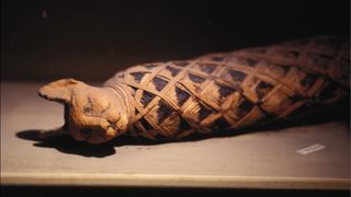 A mummified cat from ancient Egypt.