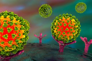 An illustration of coronaviruses binding to a human cell.