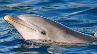 Bottlenose dolphin.