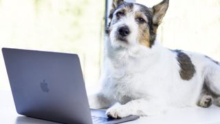 En glad affärshund som använder en MacBook Air och älskar livet