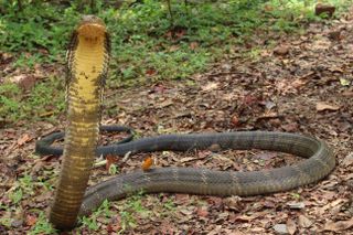 King cobra snake species, O. hannah with neck extended up.