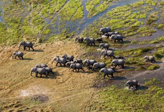 A herd of elephants are photographed from above.