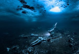 A free-diver swims above a graveyard of minke whale carcasses.