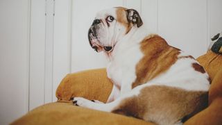 Dog looking shifty on a sofa