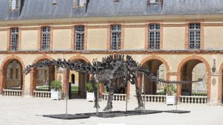 A photo of a large sauropod dinosaur skeleton on display in a courtyard