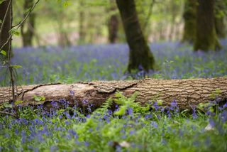 Bluebell woodland scene