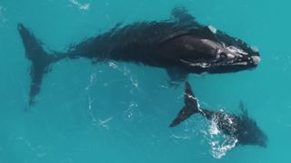 Southern right whales; a mother and calf swim beside each other.