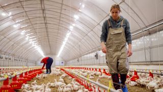 A woman working inside a broiler chicken farm with numerous chicks on the ground, and automated waterers and feeders installed on the floor.