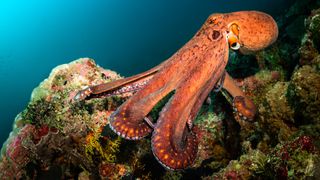 A bright orange octopus underwater