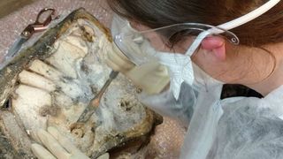 Photo of scientist extracting dna from remains of a woolly mammoth