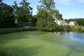 An algae bloom in North Carolina, a region of the country equipped for broad-scale algae growth.