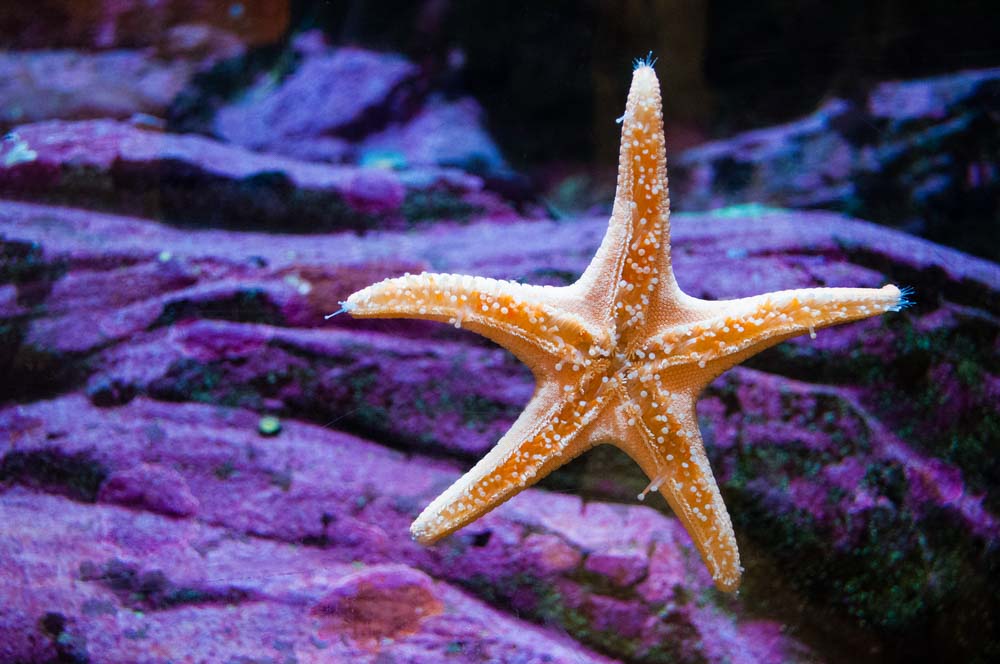 A starfish in Seattle Aquarium