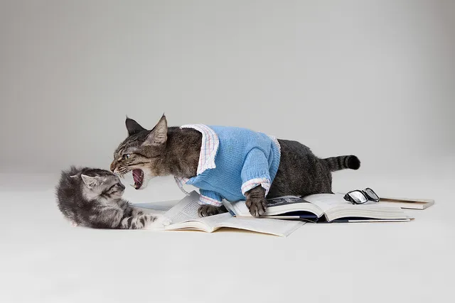 Big cat hissing at small kitten.