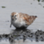 id:shorebird