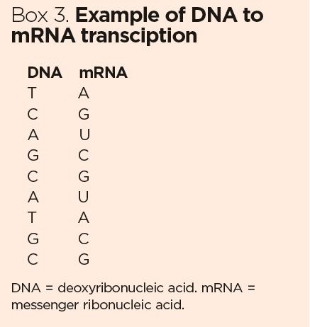 box 3 example of dna to m rna transcription