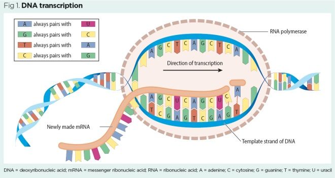 fig 1 dna transcription