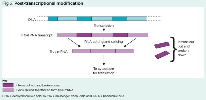 fig 2 post transcriptional modification