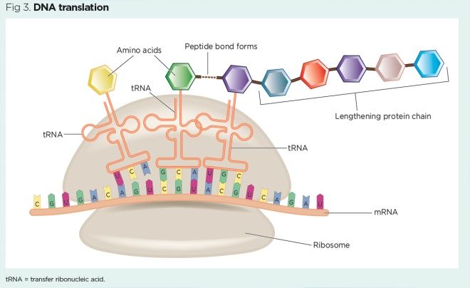 fig 3 dna translation