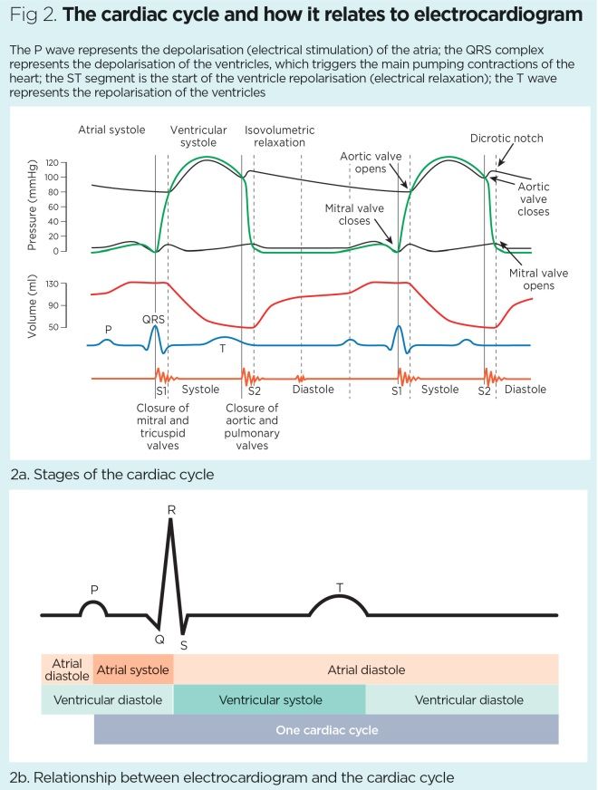 fig 2 the cardiac cycle and how it relates to electrocardiogram