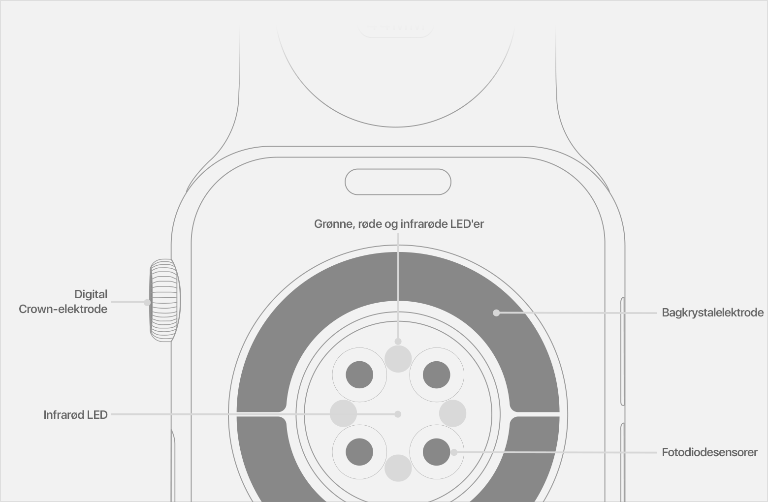 Et diagram over bagsiden af et Apple Watch med etiketter for infrarøde LED'er, fotodiodesensorer og bagkrystalelektroden.