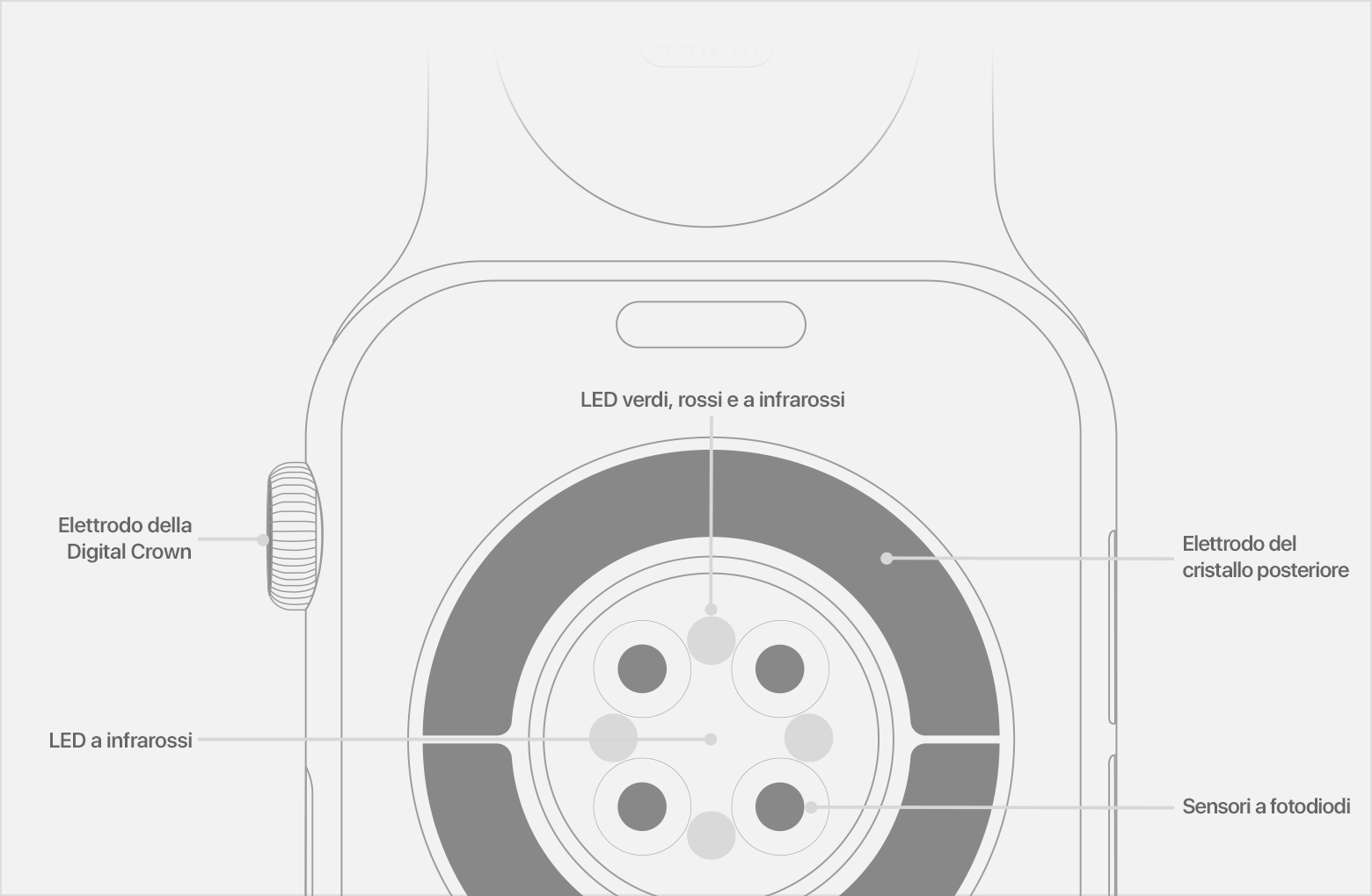 Schema della parte posteriore di un Apple Watch che indica i LED a infrarossi, i sensori a fotodiodi e l'elettrodo del cristallo posteriore