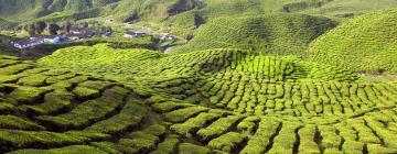 Vacaciones baratas en Cameron Highlands