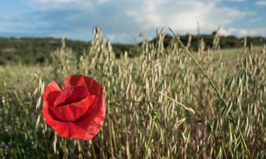 Mājdzīvniekiem draudzīgas viesnīcas pilsētā Arganda del Reja