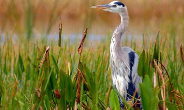 B&B-er i Mount Dora