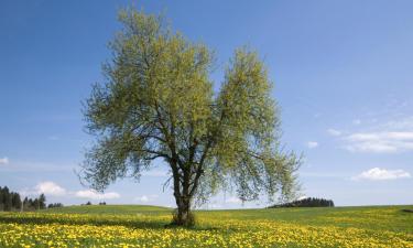 Ferieboliger i Meppen